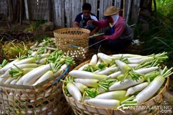 HARGA LOBAK TURUN