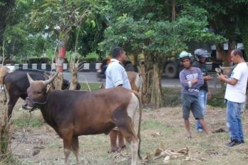 Jelang Idul Adha, Pedagang Hewan Kurban Berharap Penjualan Meningkat 