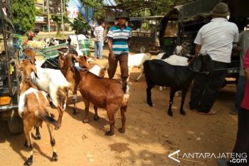Jelang Idul Adha, Harga Hewan Ternak Naik