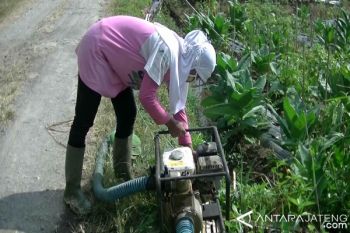 Kemarau, Petani Cabai Sedot Air Antisipasi Gagal Panen