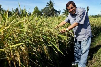 Inpago Unsoed 1 Dikembangkan di Maluku Utara 