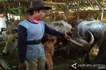 Jelang Iduladha, Harga Jual Kerbau Tingkat Peternak Naik
