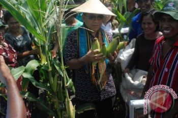 Luas Tanam Jagung Capai 318.000 Hektare 