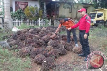 Waduh! Pencurian Kelapa Sawit Masih Marak di Kotim