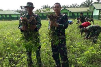 Satgas Pamtas RI-PNG dan warga Keerom panen kacang tanah