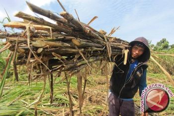 Dompu Berpotensi Tak Lagi Memproduksi Tebu