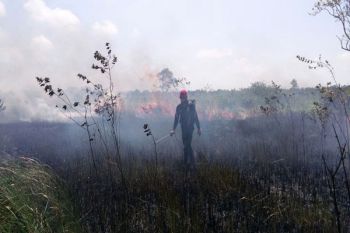 Kebakaran Hutan Way Kambas Dipadamkan