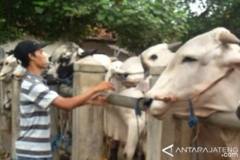 Jelang Idul Adha, Harga Sapi di Banyumas Naik 