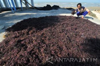 Harga Rumput Laut Naik