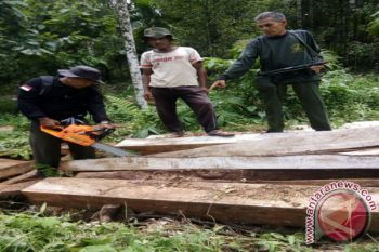 BKSDA Agam Musnahkan Kayu Hasil Penebangan Liar
