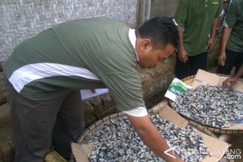 Komunitas Padhang Bulan Widarapayung Kembangkan Kuliner "Yutuk" 