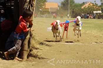 Karapan Kambing