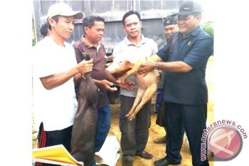 Dua Desa di Tewah Terima Bantuan Ternak 36 Ekor Babi