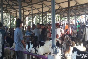 Petugas Dinas Pertanian-Pangan Jembrana Periksa Kesehatan Hewan Kurban