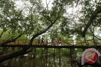 Hutan mangrove potensi wisata andalan Buton Utara