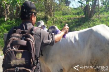 Jamin Kesehatan, Petugas Periksa Hewan Kurban di Pasar 