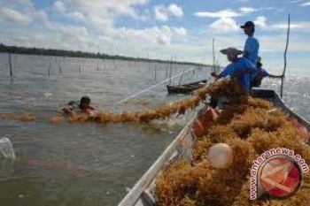 Tunggu Aliran Listrik, Pabrik Rumput Laut Belum Berproduksi 