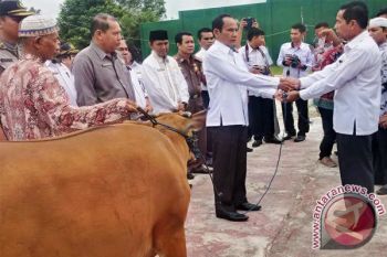 Pemkab Gunung Mas Serahkan Bantuan Sapi Kurban 