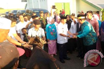 Kesultanan Hasanuddin Malaysia Sumbang 22 Sapi Kurban