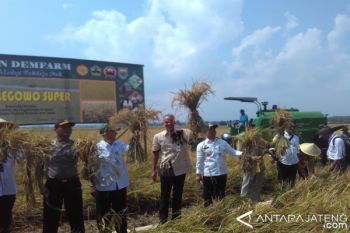 Gubernur Jateng Lakukan Panen Raya Padi Jarwo