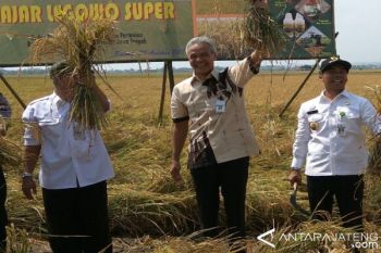 Pola Tanam Padi "Jarwo" Tingkatkan Hasil Panen