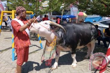"Karnaval Tedong" Warnai Peringatan HUT Toraja Utara