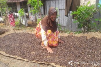 Harga Kopi di Temanggung Naik