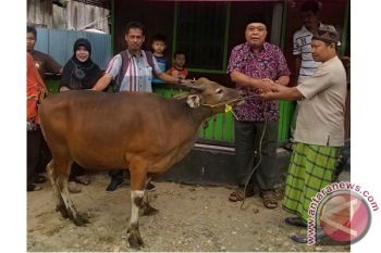 Lohing Simon Serahkan 3 Sapi Kurban