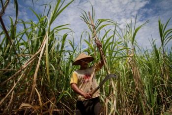 Pemerintah Didesak Segera Serap Gula Petani
