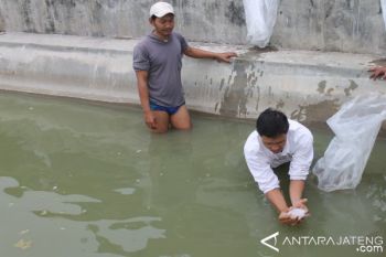Kudus Genjot Pembibitan Ikan Nila