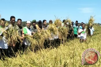 Padangpariaman Menargetkan Produksi Padi 312.363 Ton 2017