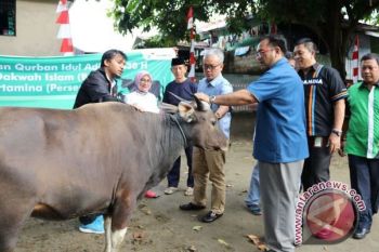 Pertamina Maluku-Papua serahkan lima sapi kurban 