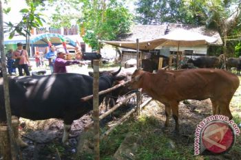 Maknai Idul Adha Sebagai Kerja Ikhlas, kata Wagub