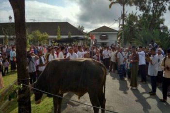 Biak jamin persediaan dan kesehatan hewan kurban
