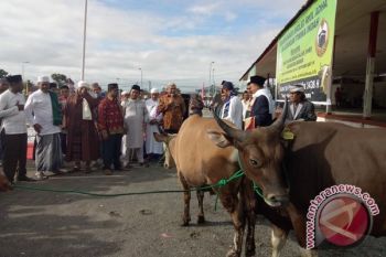 Pemkab Mimika sumbang 37 ekor sapi kurban