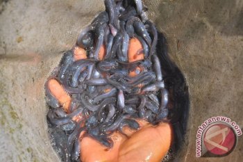Mahasiswa Unair Ciptakan Alat Perangsang Pertumbuhan Ikan Lele 