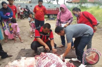 DKPP Palangka Raya Periksa Organ Dalam Hewan Kurban