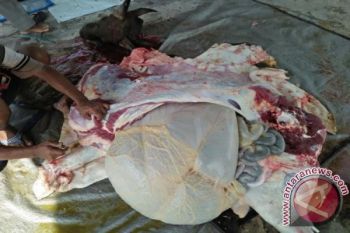 Waduh! Cacing Hati Ditemukan di Hewan Kurban?