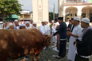 Mantap! Bupati Nadalsyah Serahkan Sapi Kurban Limosin Seberat 900 Kg
