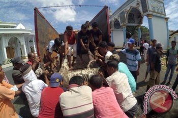 Kesultanan Ternate Bagikan 4.000 Daging Kurban 