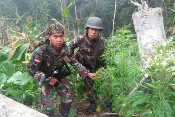 Yonif 410/Alugoro temukan puluhan pohon ganja 