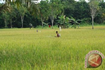 Tanaman Padi di Gunung Timang Diserang Hama