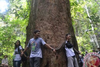 KLHK Sulawesi Gagalkan Pengiriman 339 Kayu Ilegal 