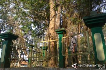 Warga Harapkan Pohon Tembaga Jadi Destinasi Wisata