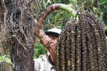 Lampung Barat Belajar Budidaya Aren Lebak