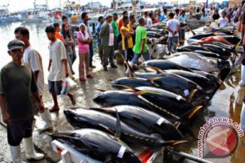 Kupang gunakan aplikasi daring pantau harga ikan