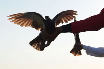 Lomba Balap Merpati