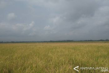 Hindari impor, pemerintah perlu tingkatkan produktivitas padi secara nasional