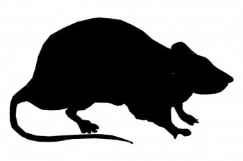 Belum lagi Corona usai, petani Australia dirugikan wabah tikus