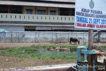 Kebo Bule Keraton Surakarta Siap Ikuti Kirab 1 Suro